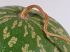 Citrullus lanatus Pastque sauvage; pedoncules