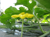 Citrullus lanatus Pastque sauvage; fleurs-M
