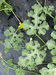 Citrullus lanatus Pastque sauvage; feuilles