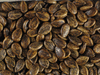 Citrullus lanatus Pastque sauvage; graines